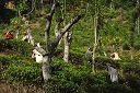 dsc_0930.jpg