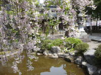 松岬神社しだれ桜