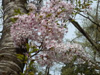 桜がきれい