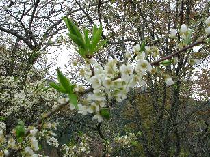 竹林院群芳園の桜。ちょっとボケぎみ