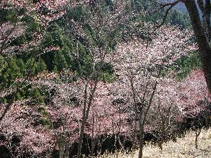 奥千本の桜