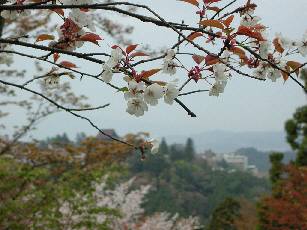 吉野の桜